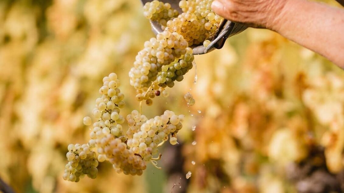 Eine Hand kippt eine Eimer mit frischen Trauben in einen grünen Behälter. Im Hintergrund sind Weinreben in einem sonnigen Weinberg zu sehen. | © Riegelnegg