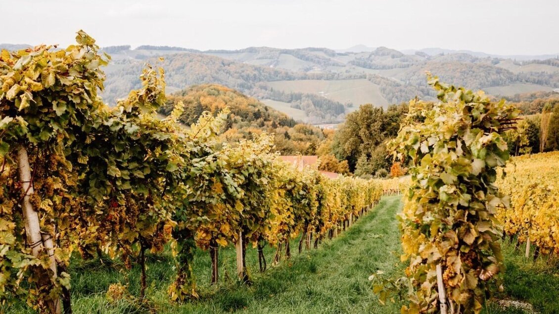 Ein malerischer Weinberg mit goldenem Laub und sanften Hügeln im Hintergrund. Die Landschaft strahlt die Ruhe und Schönheit der Natur aus. | © Riegelnegg