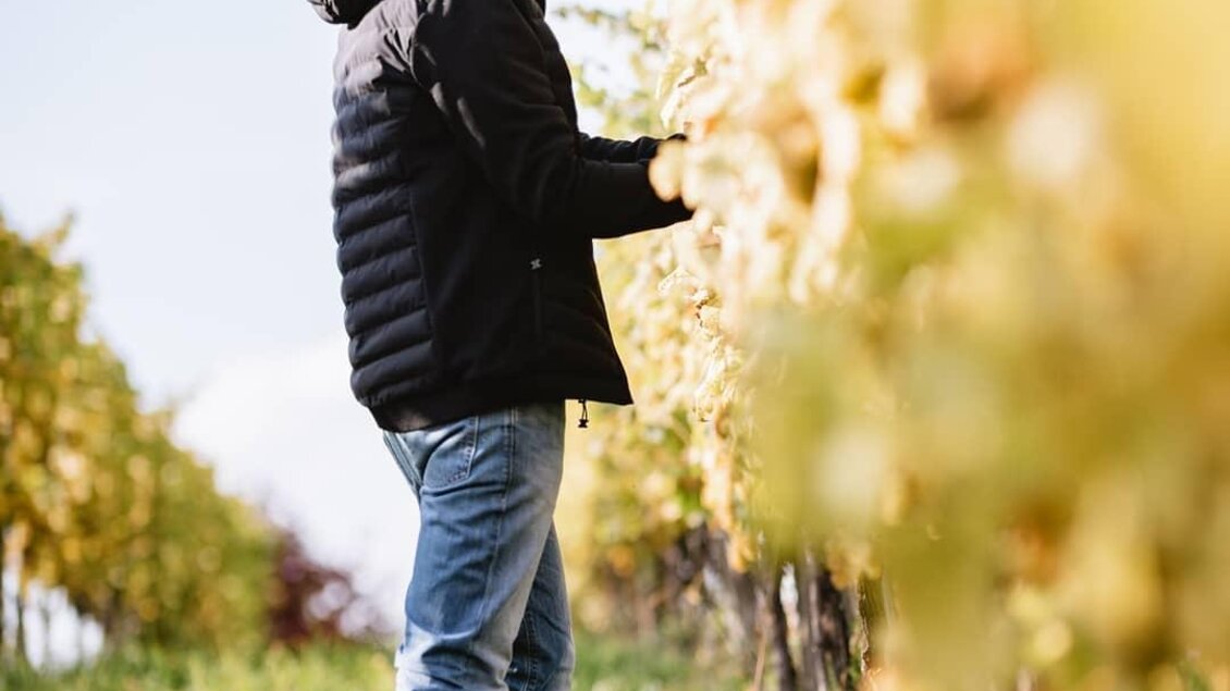 Ein Mann erntet Trauben in einem Weinberg. Die Sonne scheint und die Weinreben sind grün und goldfarben. | © Riegelnegg