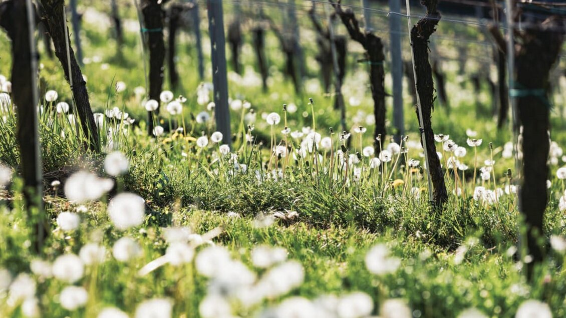 Ein Weinberg mit blühenden Löwenzähnen und grünem Gras. Die Szene strahlt eine friedliche, frühlingshafte Atmosphäre aus. | © Riegelnegg
