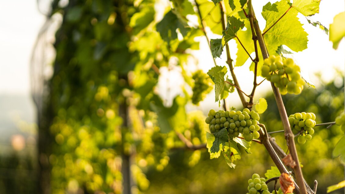 Ein Weinberg mit reifen Trauben und grünen Blättern im Sonnenlicht. Die Atmosphäre ist friedlich und natürlich. | © Alois Stingl | Klapotetzhof Silberschneider