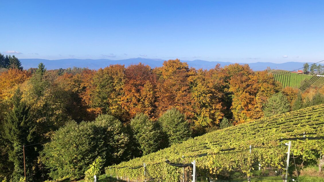Eine malerische Weinlandschaft mit buntem Herbstlaub. Im Hintergrund sind Berge und ein klarer blauer Himmel zu sehen. | © Klapotetzhof Silberschneider- Brigitte Maier
