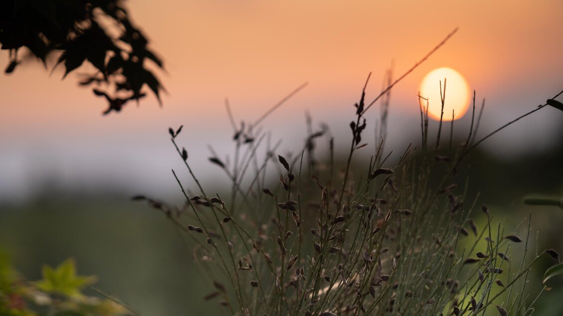 Ein sanfter Sonnenuntergang hinter Gräsern und Blättern. Die warmen Farben schaffen eine ruhige Atmosphäre. | © Alois Stingl | Klapotetzhof Silberschneider