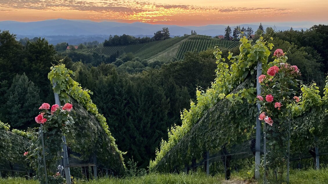 Ein malerischer Weinberg bei Sonnenuntergang mit blühenden Blumen. Die sanften Hügel und der farbenfrohe Himmel schaffen eine idyllische Atmosphäre.