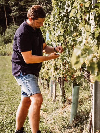 Kollerhof am Eichberg Weingartenarbeit | © Kollerhof am Eichberg | Fam. Lieleg |  Fam. Lieleg | © Kollerhof am Eichberg | Fam. Lieleg