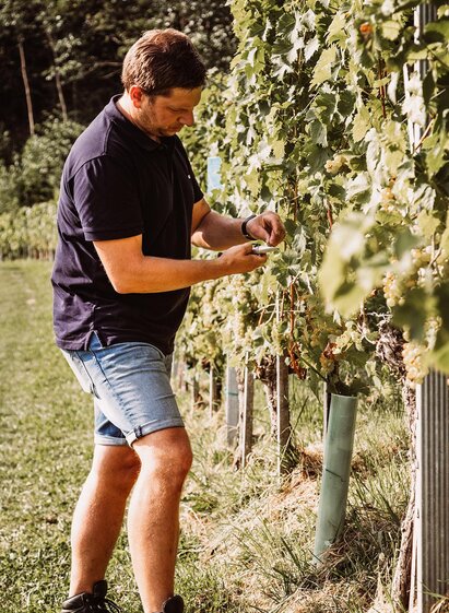 Kollerhof am Eichberg Weingartenarbeit |  Fam. Lieleg | © Kollerhof am Eichberg | Fam. Lieleg