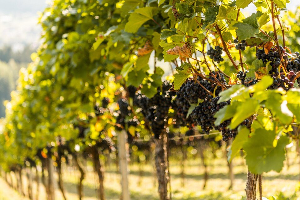 Weingut Kremser-Greitbauer - Impression #1