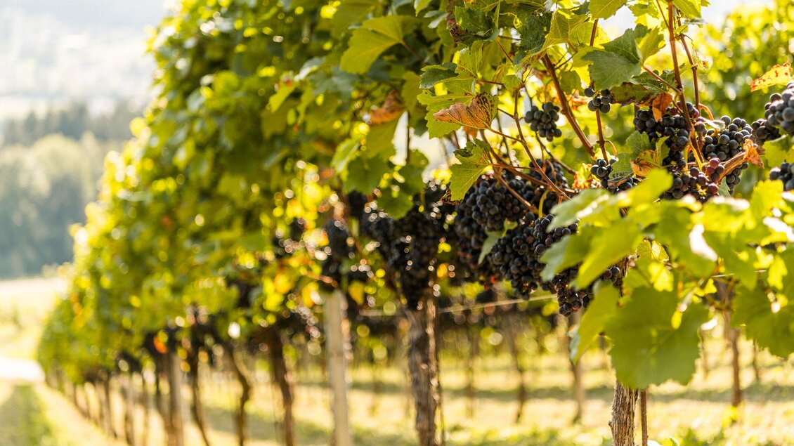 Weingut Kremser-Greitbauer - Impressionen #2.4