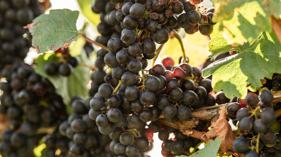 Weingut Kremser-Greitbauer - Impressionen #2.2