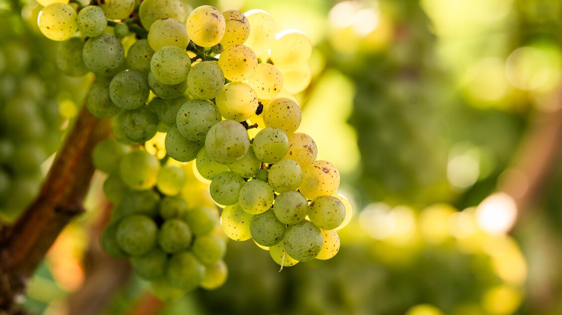 Sonnengereifte Trauben | © Region Graz-Mias Photoart