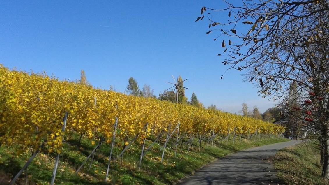 Weingut Kuntner Weingarten | © Weingut Kuntner l Thomas Kuntner