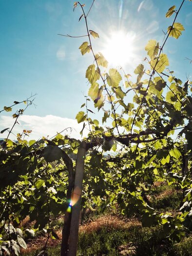 Weingarten | © Schilcherland Steiermark