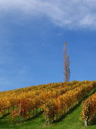 Weingut Lieschnegg (1)