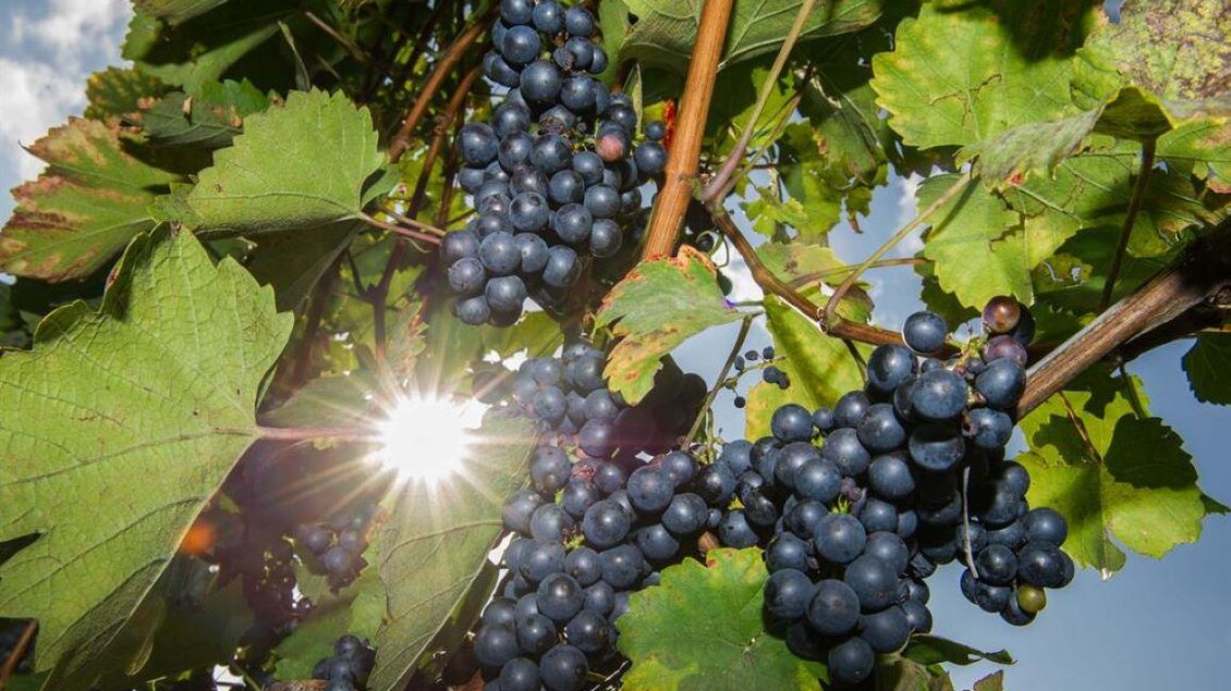 Weintrauben | © Machater