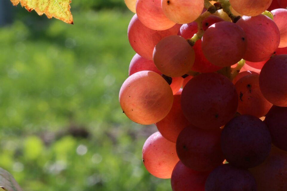 Weingut Marko - Impression #1 | © Weingut Marko