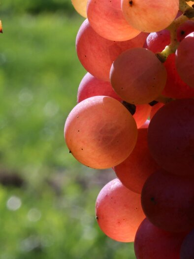 Weingut Marko Trauben | © Weingut Marko