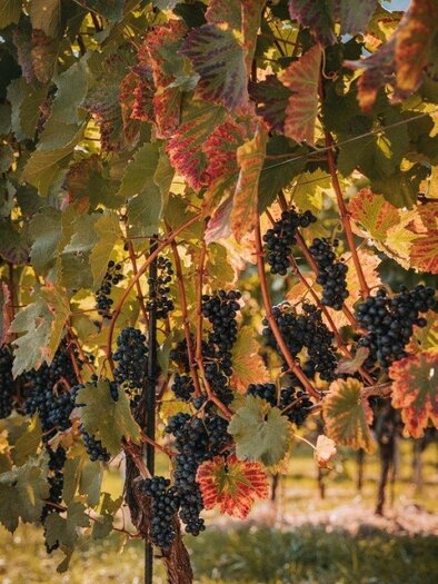 Schilchertraube | © Schilcherland Steiermark