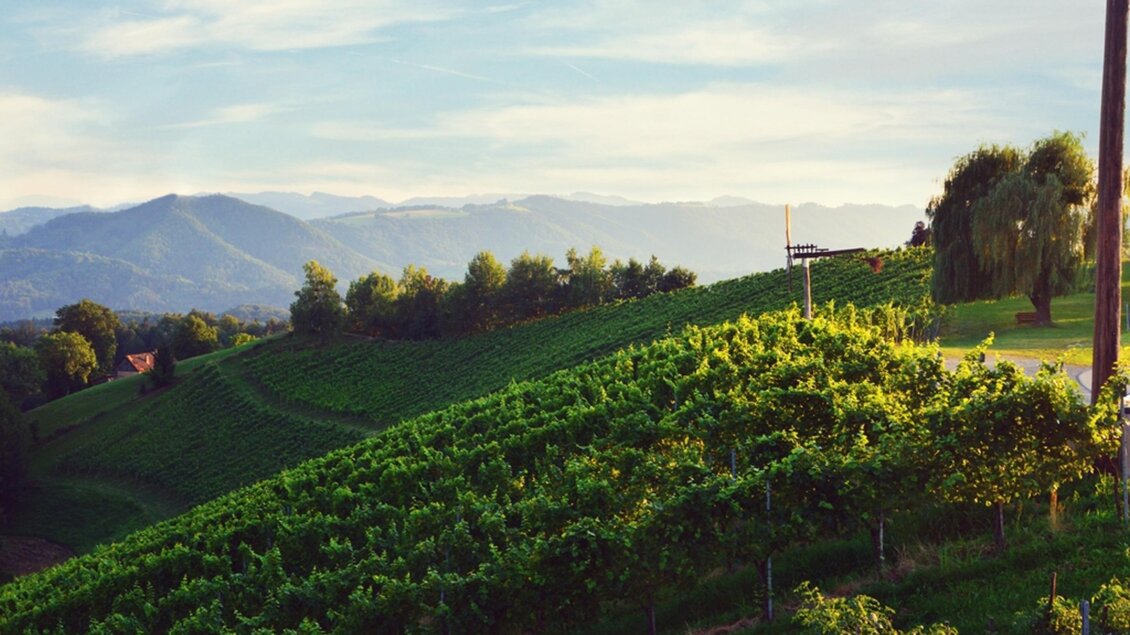 Weingut Grill Aussicht | © Peter Grill | Weingut Peter Grill