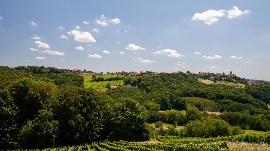 Weingut Pfeifer_Weingarten | © Weingut Pfeifer