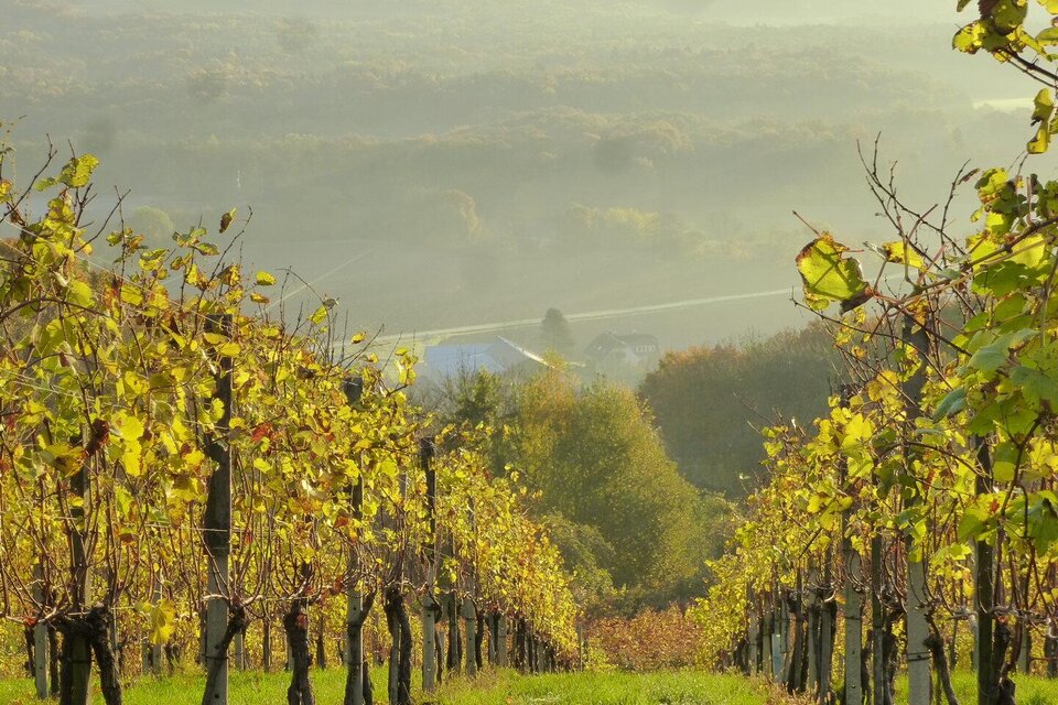 winery Pock in Straden - Impression #1 | © Weingut Pock
