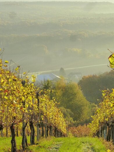 Blick auf den Betrieb | © Weingut Pock | Familie Pock | © Weingut Pock