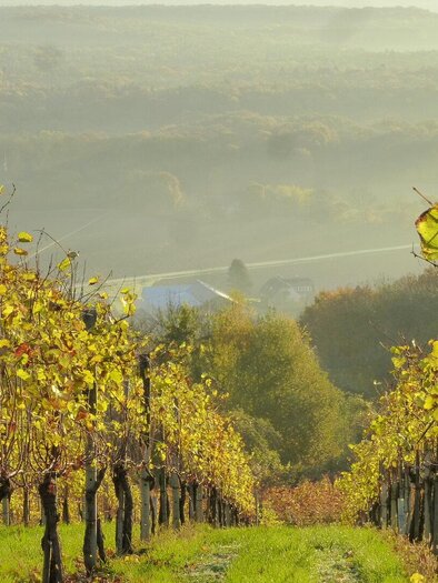 Blick auf den Betrieb | © Weingut Pock