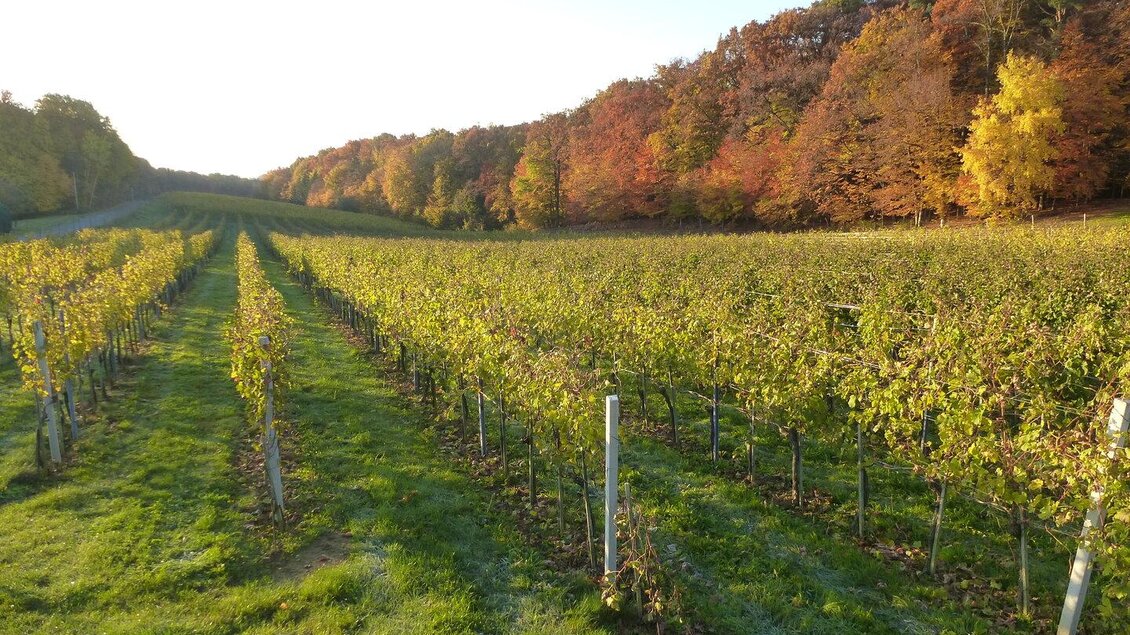 Weingarten Karlaberg | © Weingut Pock