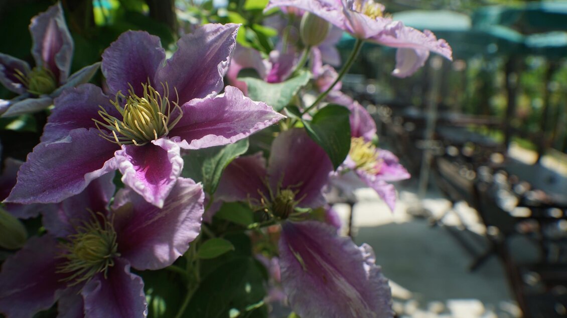 Gastgarten | © Foto Purkart