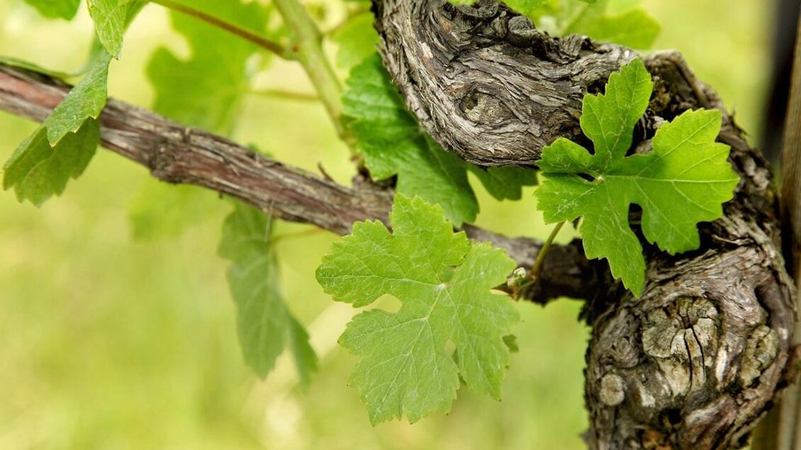 Rebe | © Foto Purkart