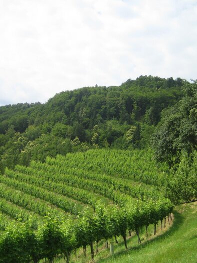 Weingärten_Weingut Schwarz | © Weingut Scharz