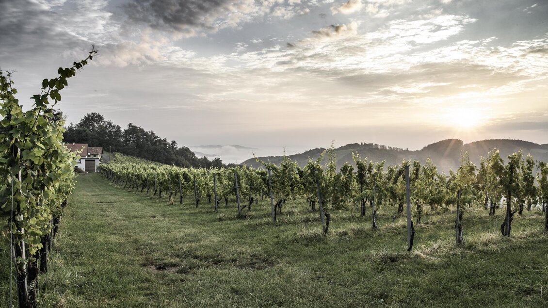 Ein malerischer Weinberg mit üppigen Traubenreben und einer Aussicht auf die Hügel im Hintergrund. Die Sonne geht hinter den Bergen auf und verleiht der Landschaft ein sanftes Licht. | © @pixelmaker | Weingut Skringer