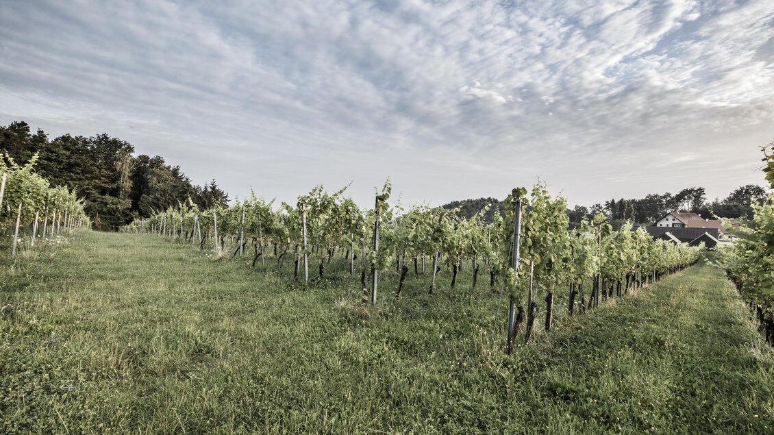 Ein Weinberg mit hohen Traubenreben und grünem Gras. Im Hintergrund ist ein Haus und ein bewaldeter Hügel zu sehen. | © @pixelmaker | Weingut Skringer