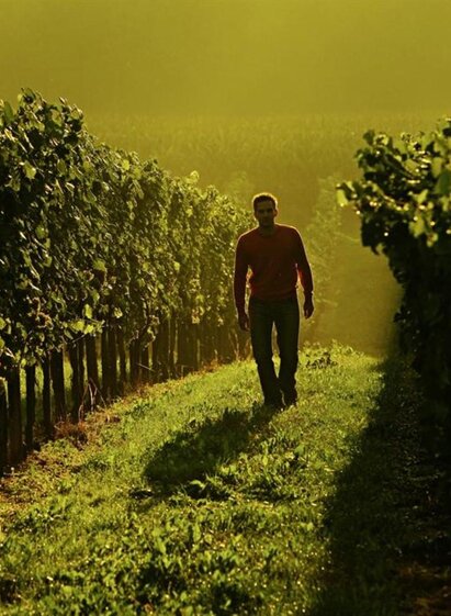 Weingarten - Weingut Trummer | Weingut Trummer | © Weingut Trummer