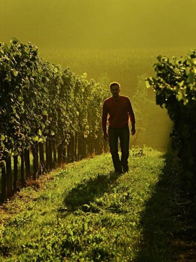 A person walks through a vineyard, surrounded by green vines. The warm lighting creates a relaxed atmosphere. | © Weingut Trummer