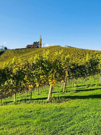 Weingut Weiss-Welle Ausblick | © Weingut Weiss-Welle | Bettina Gratzer