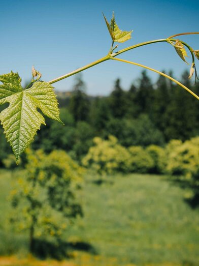 Weinrebe | © TV Südsteiermark - Lupi Spuma | TV Südsteiermark - Lupi Spuma | © TV Südsteiermark - Lupi Spuma