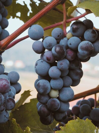 Grapes | © Lederer | TVB Bad Waltersdorf | © Lederer