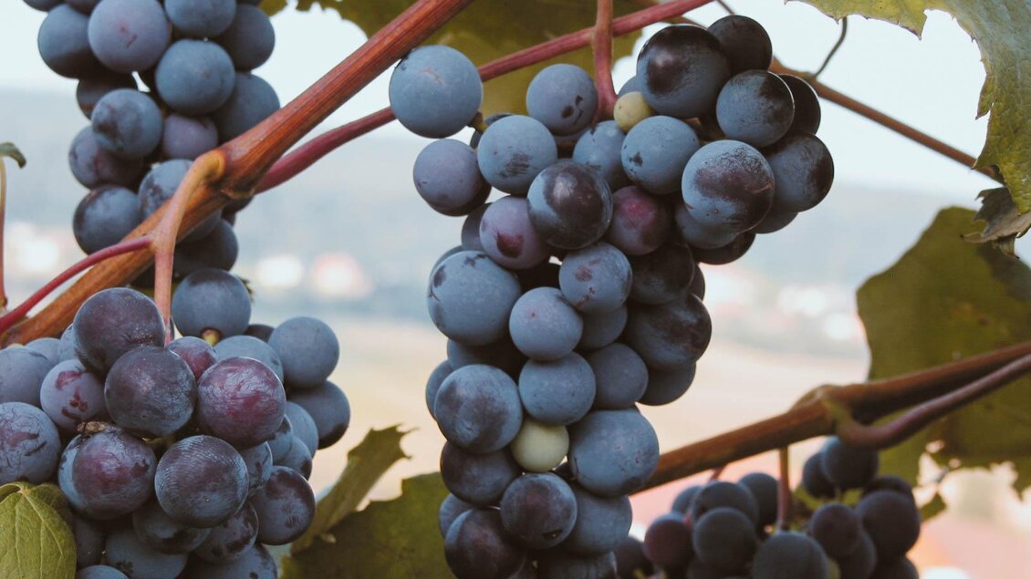Eine Traube mit dunkelblauen Beeren hängt an einem Weinstock. Im Hintergrund sind verschwommene Landschaften zu sehen. | © Lederer