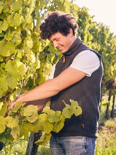 Weinberg | © Weinhof Locknbauer