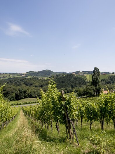 Weinreben | © tom lamm