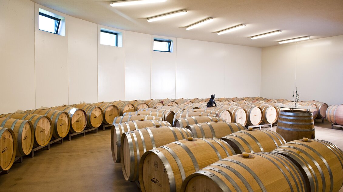 Ein Weinlager mit vielen Holzfässern. Der Raum ist hell erleuchtet und hat große Fenster. | © Weinhof Platzer