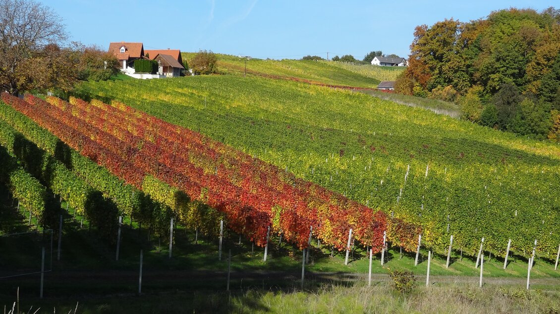 Eine malerische Weinlandschaft mit bunten Reben in verschiedenen Farben. Im Hintergrund sind einige Häuschen und Bäume zu sehen. | © Weinhof Platzer