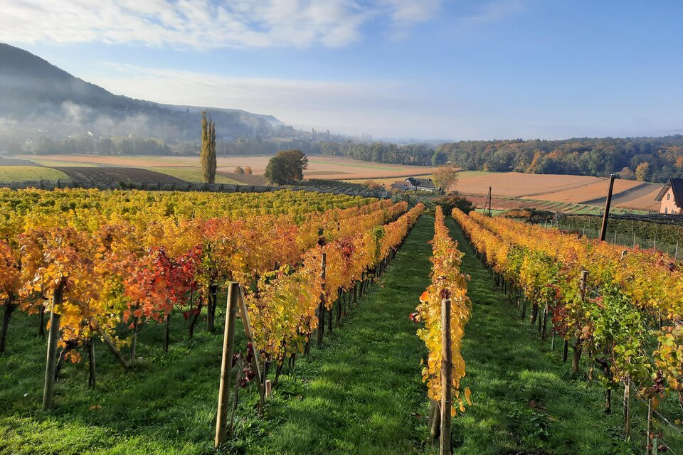 Weinhof Thurner-Seebacher - Impression #1 | © Weinhof Thurner-Seebacher