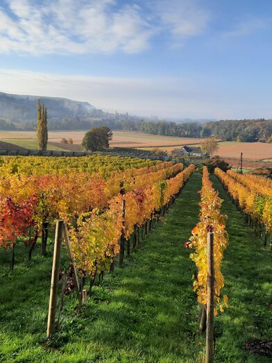 Herbst Aunberg | © Weinhof Thurner-Seebacher | © Weinhof Thurner-Seebacher