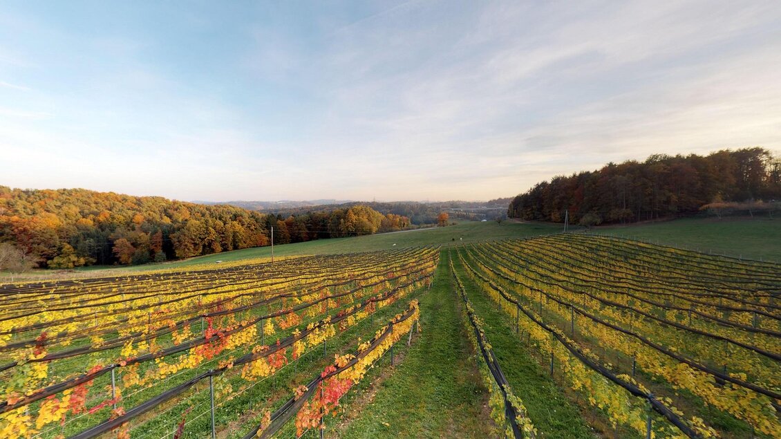 Eine malerische Weinberglandschaft mit bunten Reben und sanften Hügeln im Hintergrund. Der Himmel ist klar und der Herbst ist deutlich zu sehen. | © Familie Ramminger