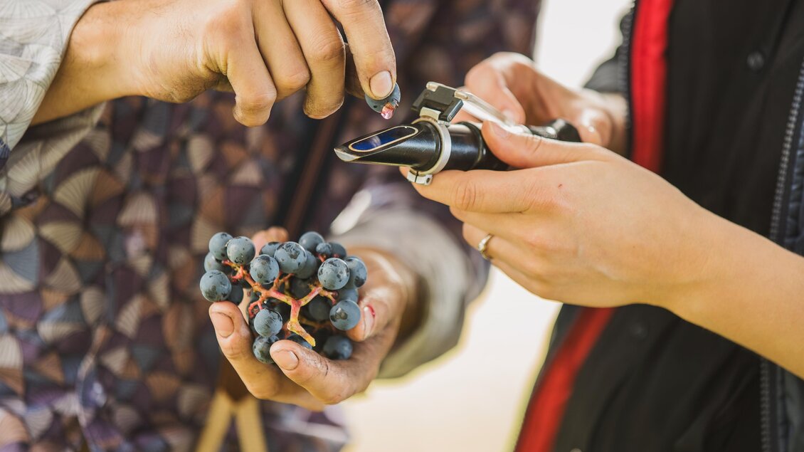 Zwei Personen untersuchen Trauben mit einem Refraktometer. Die Hände zeigen die Trauben und das Messgerät. | © Weinschloss Thaller