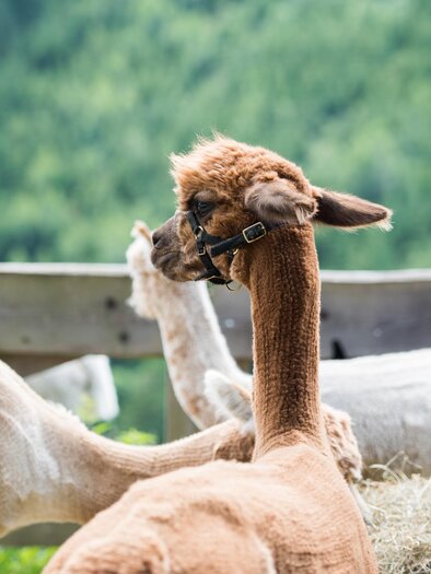 Wieserhof-Alpakas1-Murtal-Steiermark | © Anita Fössl