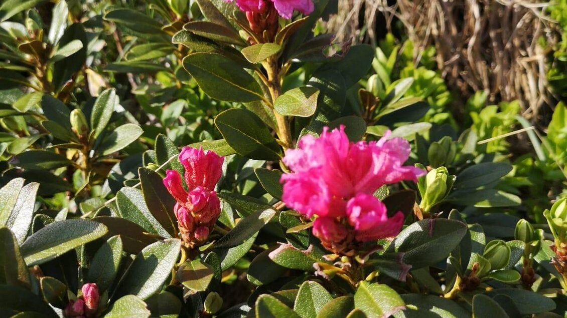 Eine Blüte mit pinken Blumen auf einem Busch. Die grünen Blätter umgeben die lebhaften Farben der Blüten. | © Erlebnisregion Murtal