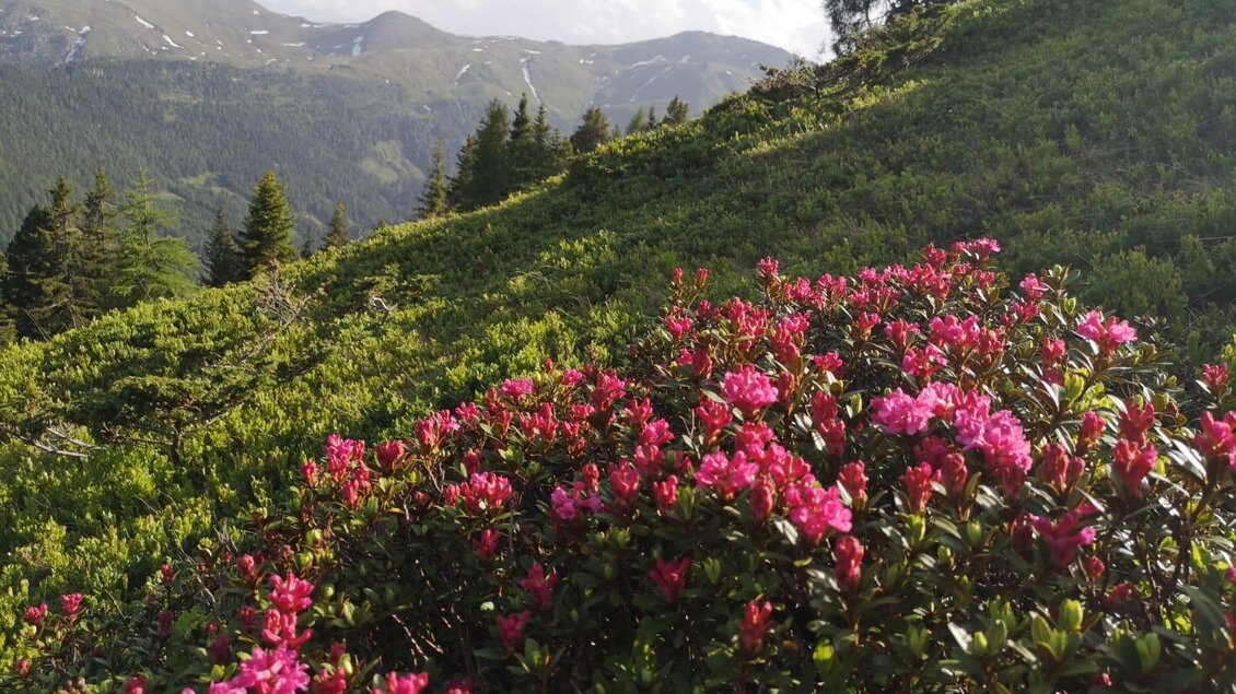 Ein blühender Strauch mit pinken Rhododendren steht auf einem grünen Hang. Im Hintergrund sind sanfte Berge und ein klarer Himmel zu sehen. | © Erlebnisregion Murtal