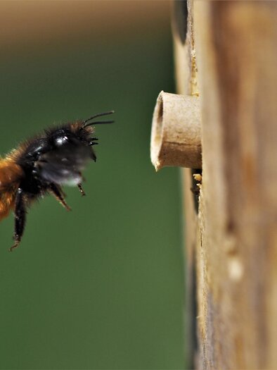 A bee is flying toward a small hole in a wooden block. The background is blurred and green.